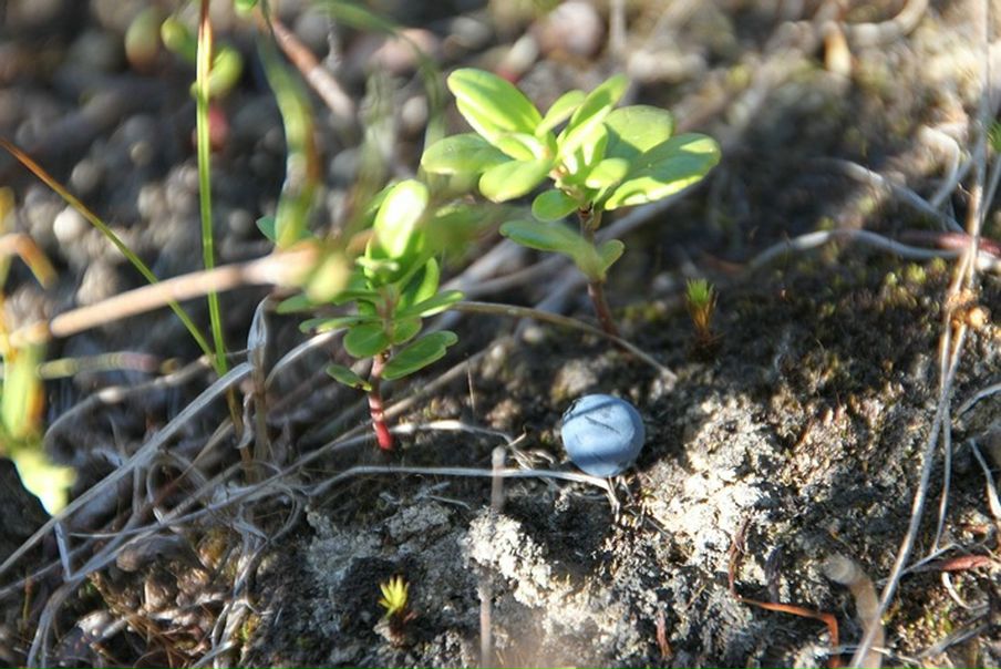 Дмитрий Кушкин фото №22