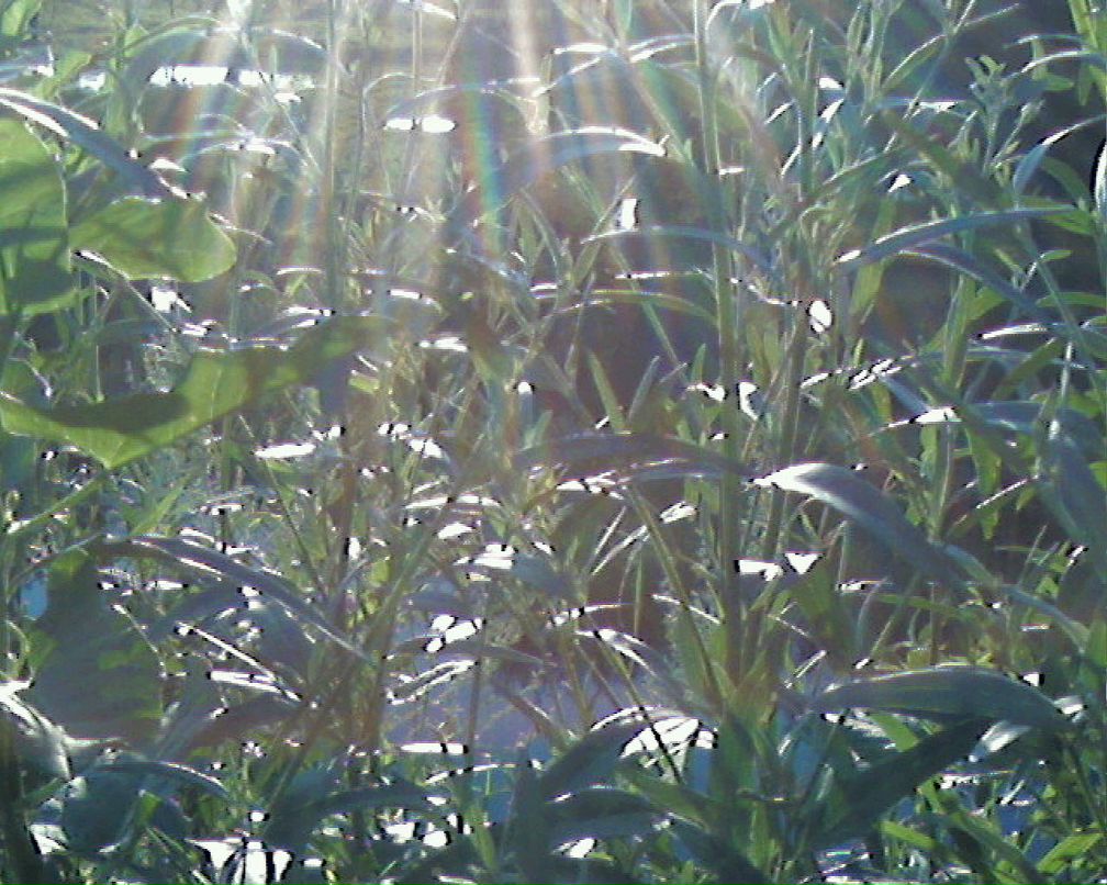 Дмитрий Омахоа фотография #3