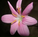 Max Shultz фотография #30 (источник - https://vk.com/id9620287)