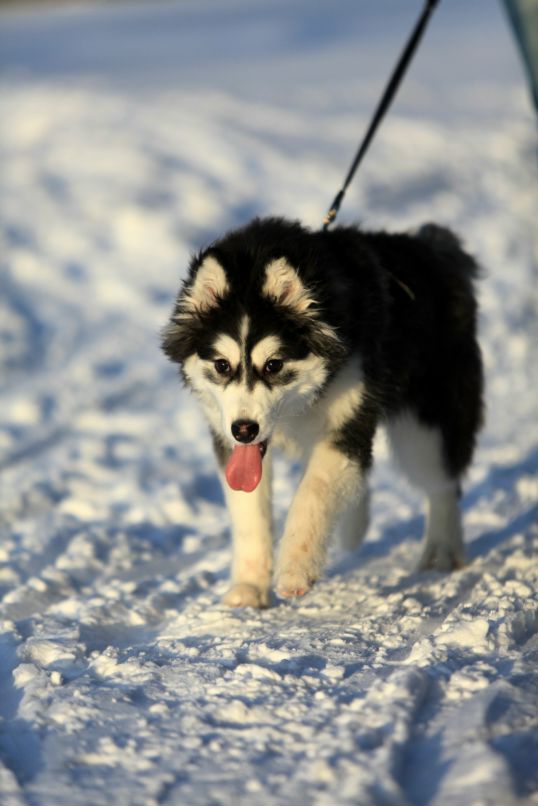 Cheburator (css) фотография #5