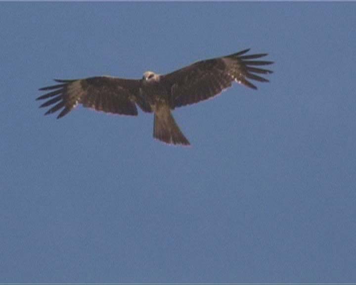 Белек Лангаа фотография #10