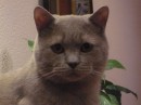 Антошка =* фотография #7 (источник - https://vk.com/id78639479)
