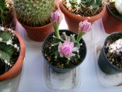 Галина Олейник фотография #30 (источник - https://vk.com/id95261581)