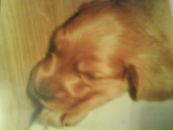 Вікторія Р-О фотография #20 (источник - https://vk.com/id39801757)