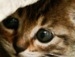 Юльчик Хваліхвост фотография #10 (источник - https://vk.com/id151310231)