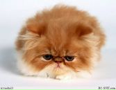 Котопусик Кіт фотография #3 (источник - https://vk.com/id112447863)